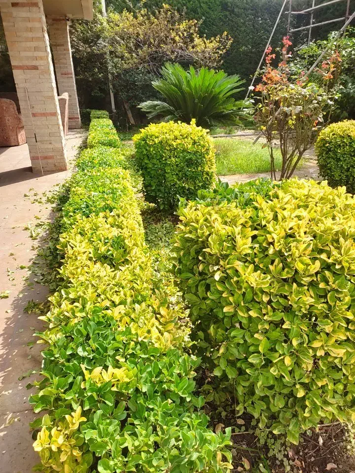 هرس سمپاشی گلکاری علف تراشی چمن کاری کوددهی|خدمات باغبانی و درختکاری|نوشهر, |دیوار