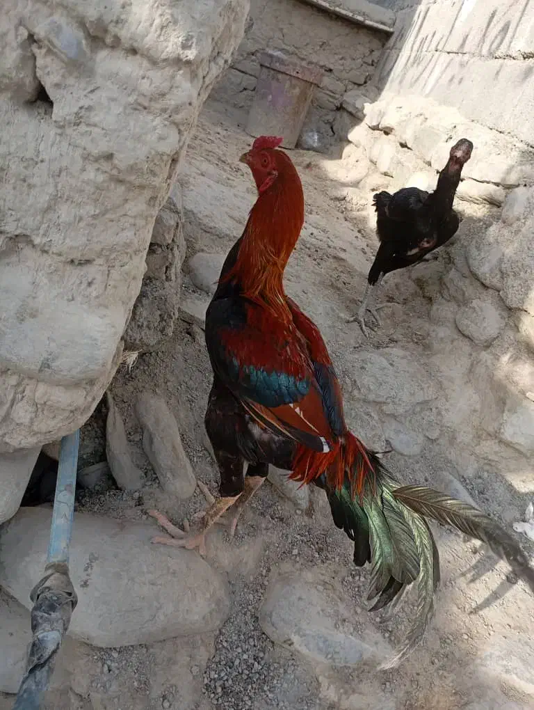 ۲میلیون قیمت حراج|پرنده|نیک شهر, |دیوار