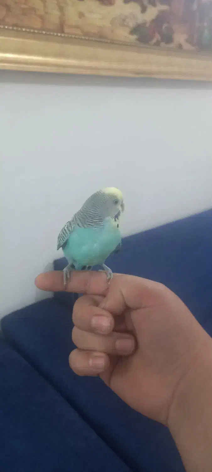 مرغ عشق نر|پرنده|دورود, |دیوار