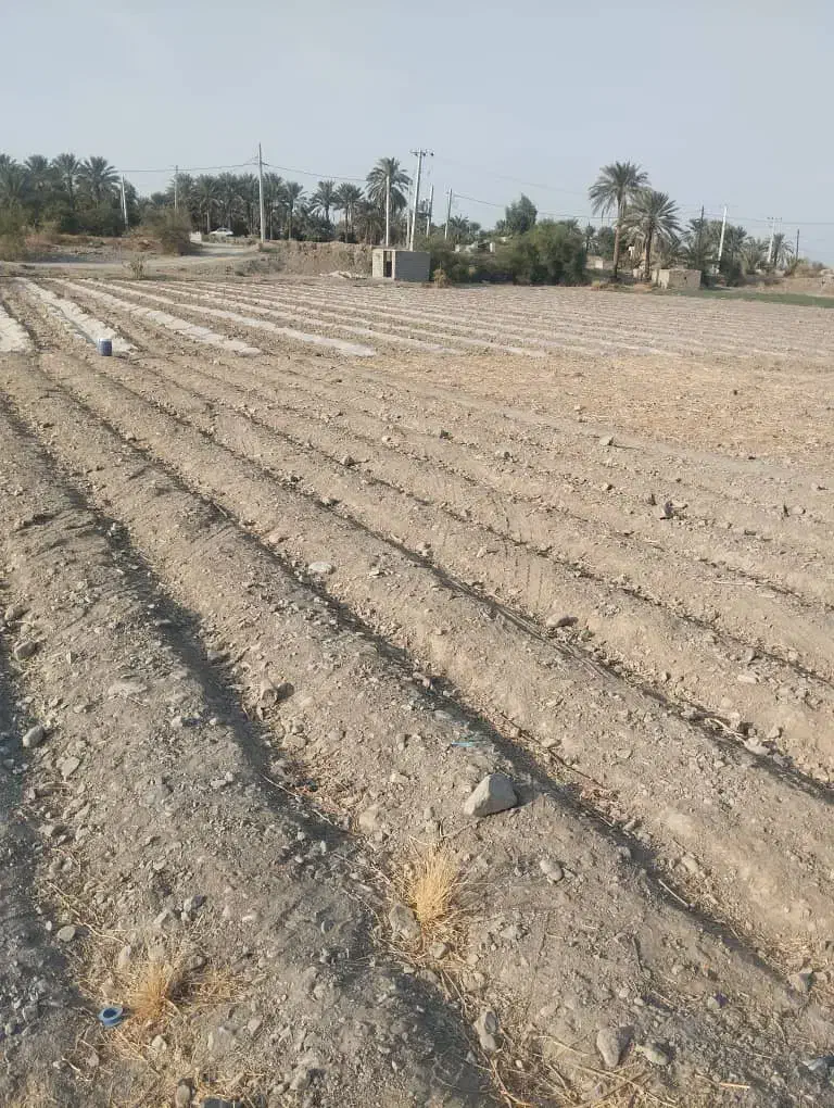 زمین کشاورزی|فروش دفتر صنعتی، کشاورزی، تجاری|جیرفت, |دیوار