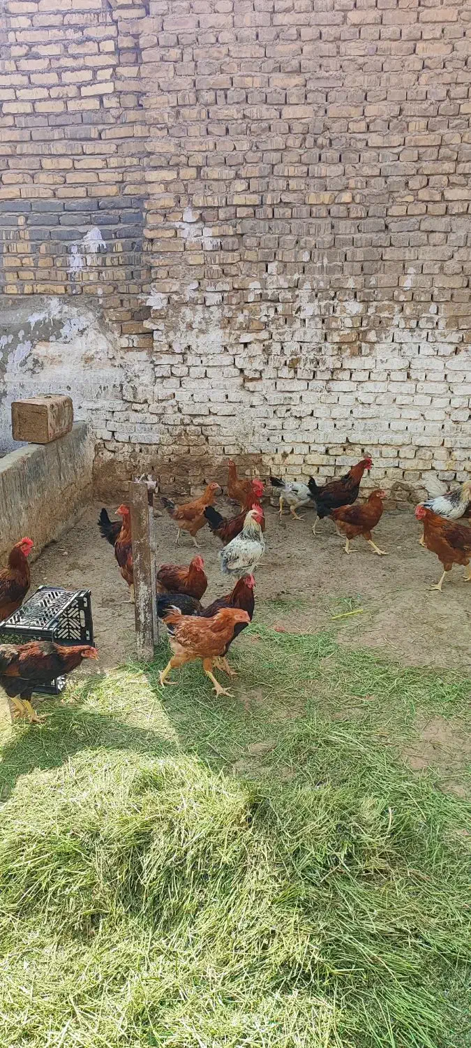 مرغ وخروس رسمی تخم.گوشت|حیوانات مزرعه|زارچ, |دیوار