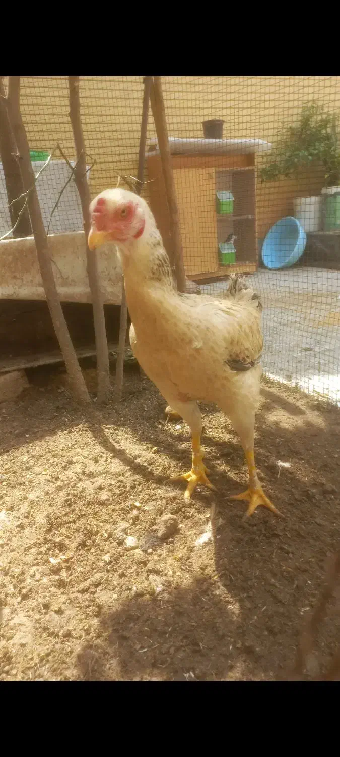 مرغ لاری|حیوانات مزرعه|شیراز, شهرک مفتح|دیوار