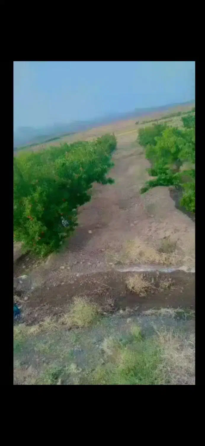 باغ میوه فروشی|فروش دفتر صنعتی، کشاورزی، تجاری|تربتحیدریه, پائین ولایت|دیوار