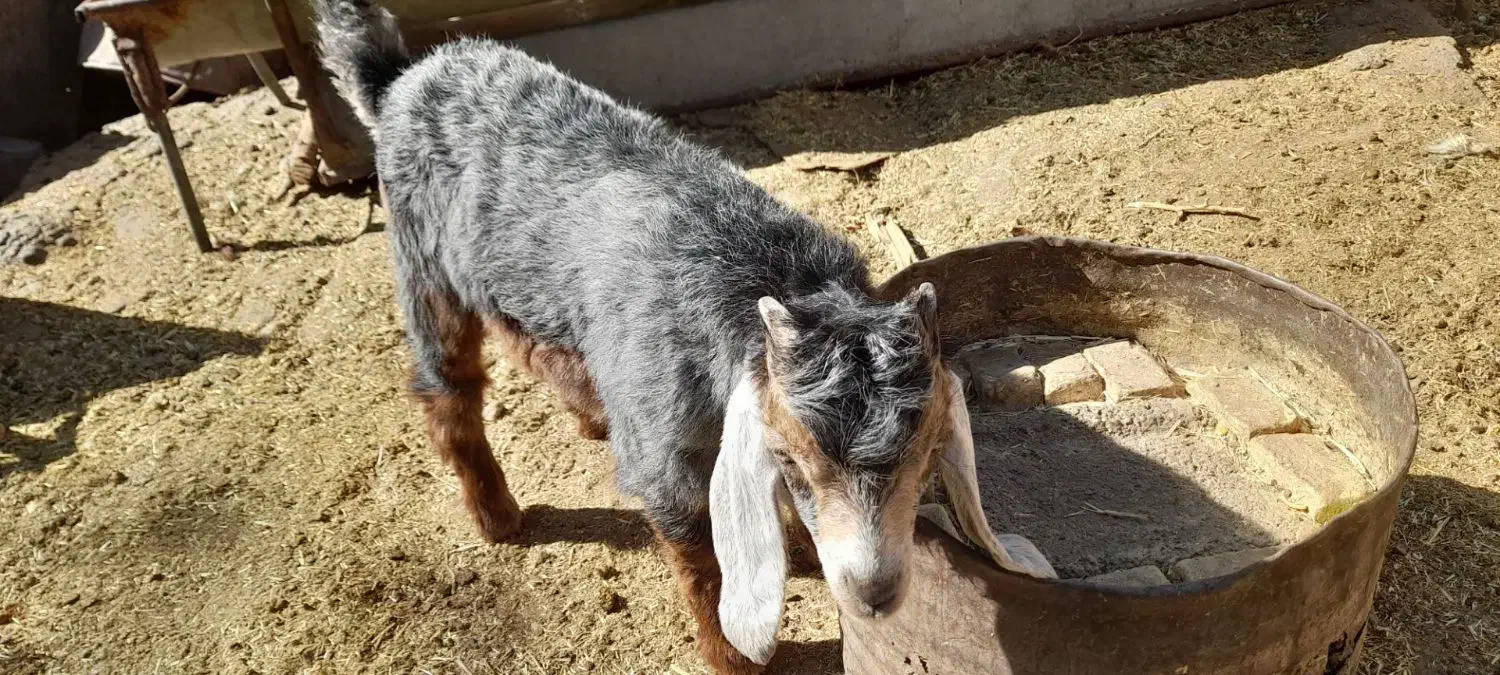 یک عددبزگم شده|حیوانات|ایلام, |دیوار