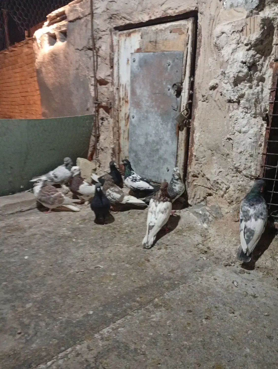 کفتر بهبهانی هوای|پرنده|شیراز, شیخ علی چوپان|دیوار