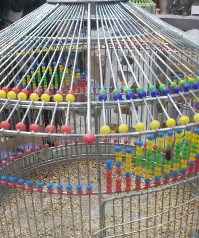 قناری و سهره|پرنده|مشهد, امام رضا (ع)|دیوار