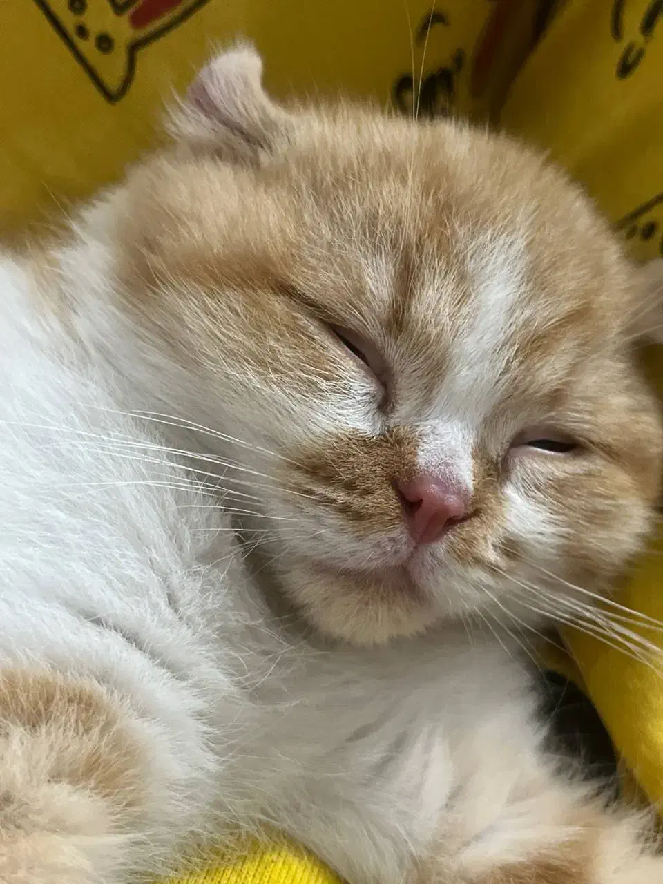 گربه|گربه|خوی, |دیوار