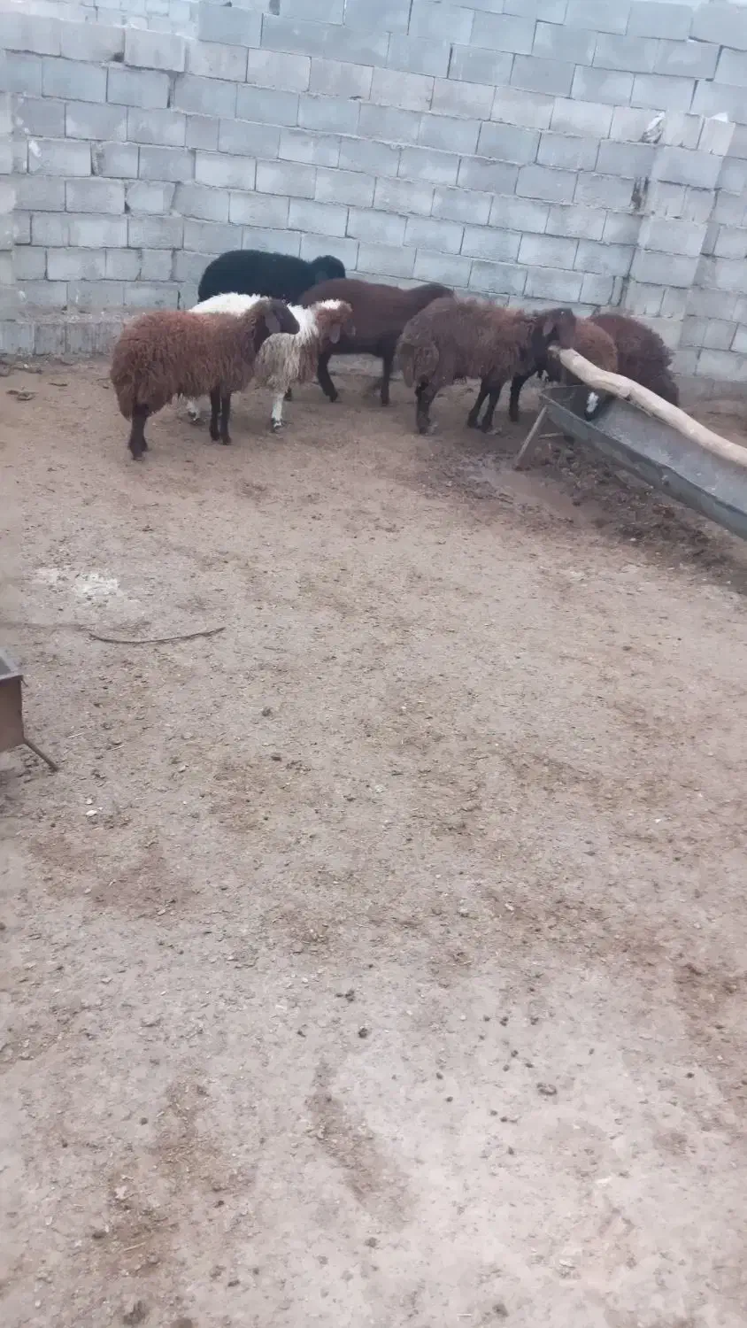 بره ماده|حیوانات مزرعه|عسگران, |دیوار