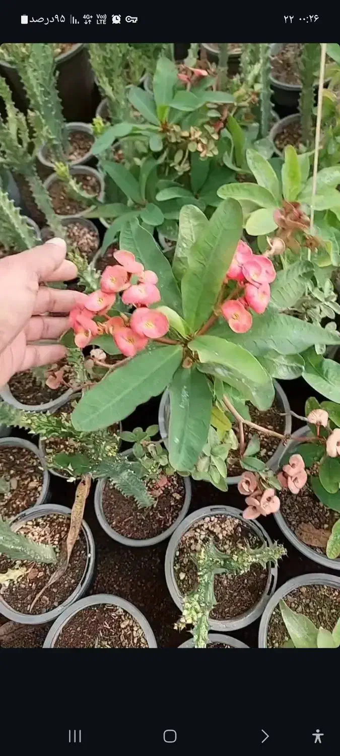 گل طبیعی|گل و گیاه طبیعی|مشکین‌دشت, |دیوار