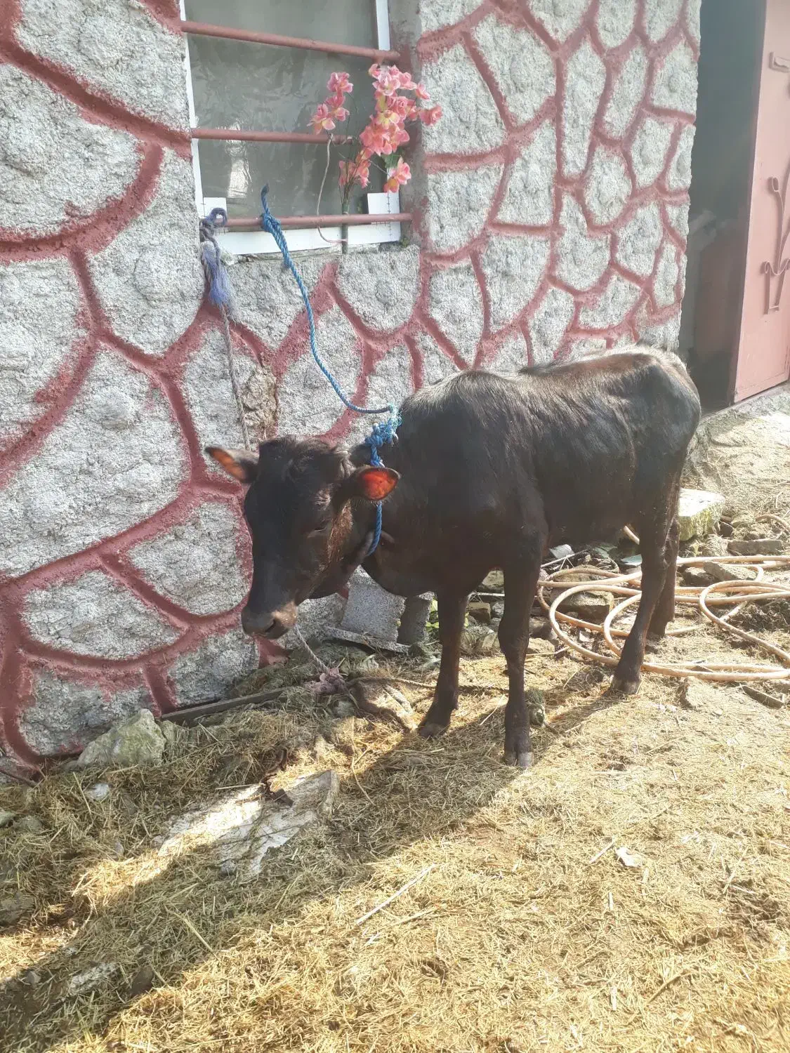 ۳راس لیشه دورگ چالوسی         گاو ورزا|حیوانات مزرعه|رشت, حومه رشت|دیوار