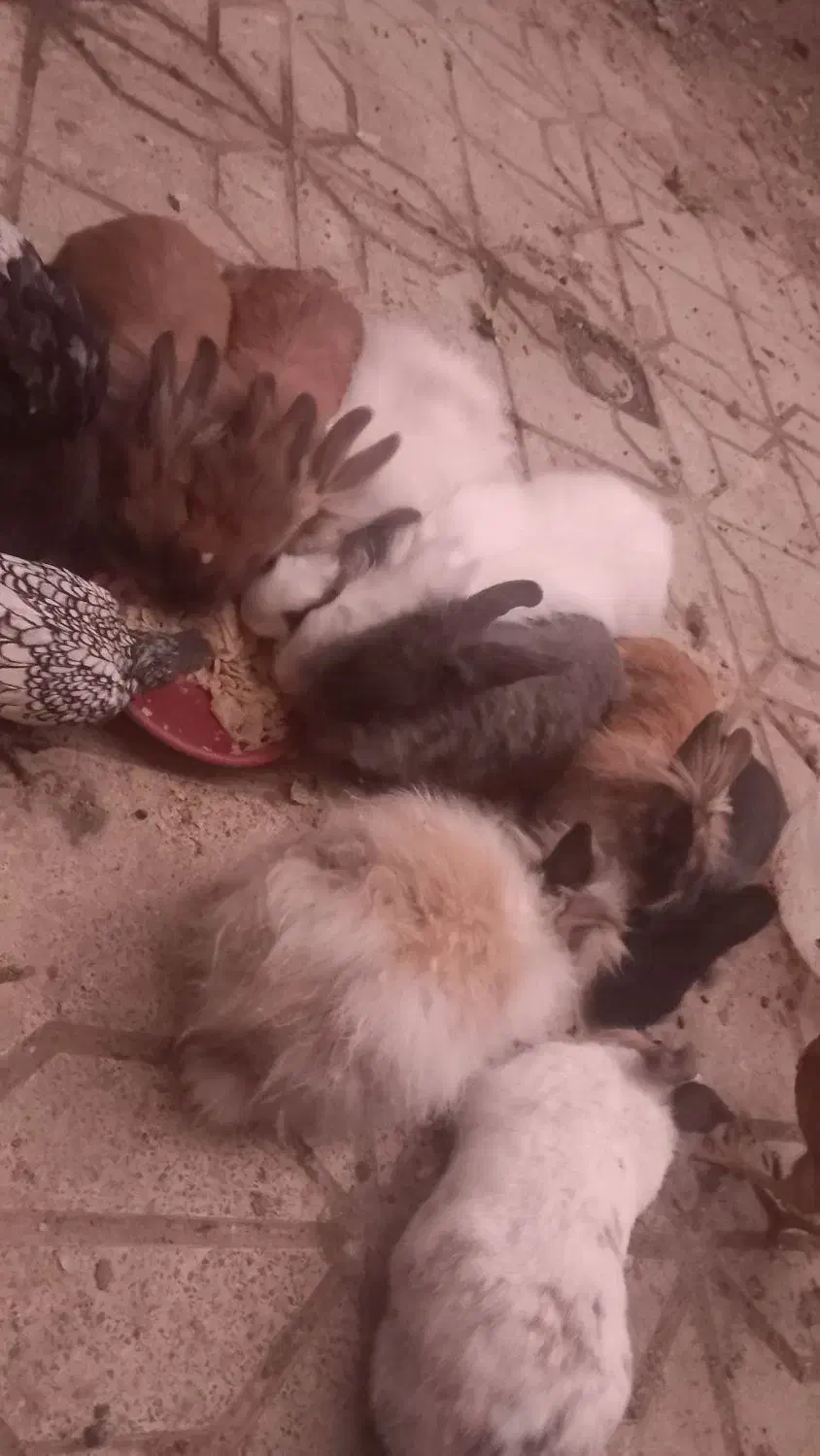 خرگوش های لپ فشن جوان و مرغ خروس سیبرایت|موش و خرگوش|کرمانشاه, |دیوار