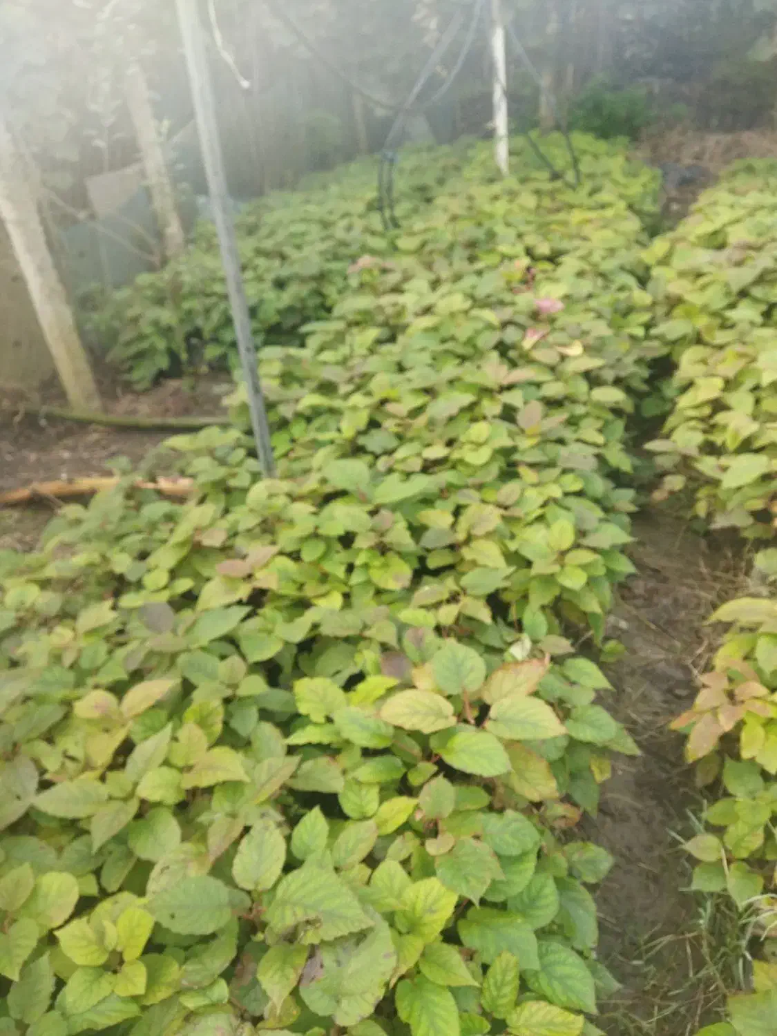 نهال بزر کیوی|گل و گیاه طبیعی|چوبر, |دیوار