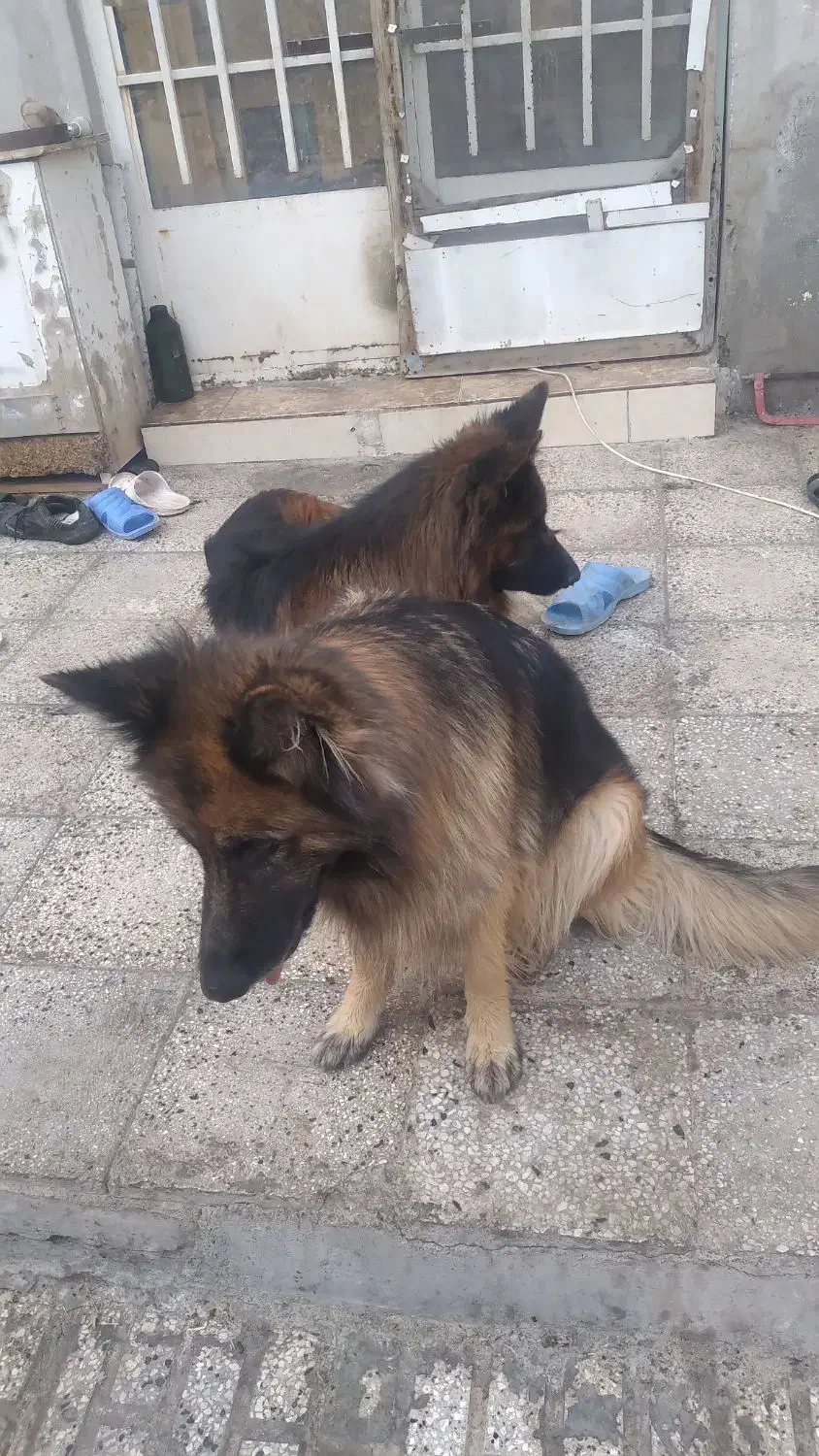 نر ژرمن شولاین|سگ|تربتحیدریه, منظر|دیوار