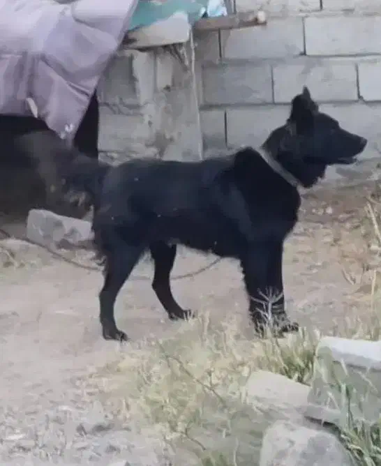 ماده فاکسی سه ساله|سگ|مشگین شهر, |دیوار