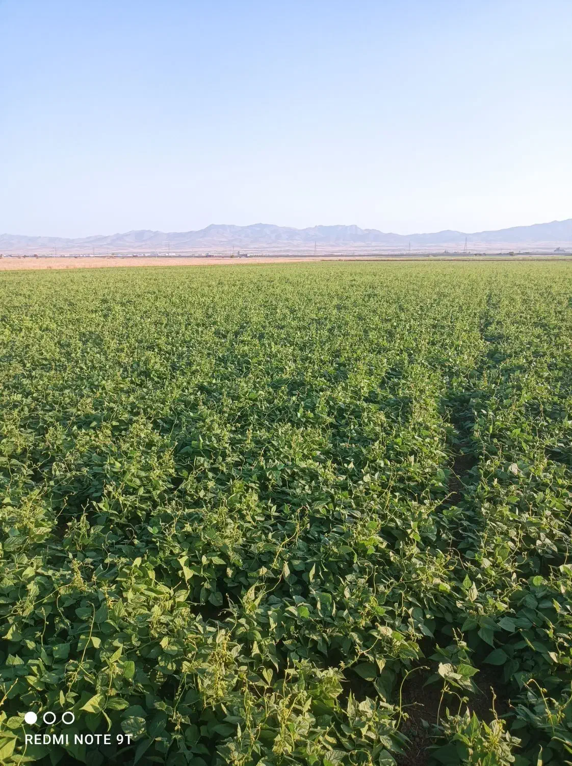 اجاره زمین کشاورزی|اجارهٔ دفتر صنعتی، کشاورزی، تجاری|باغ حلی, |دیوار