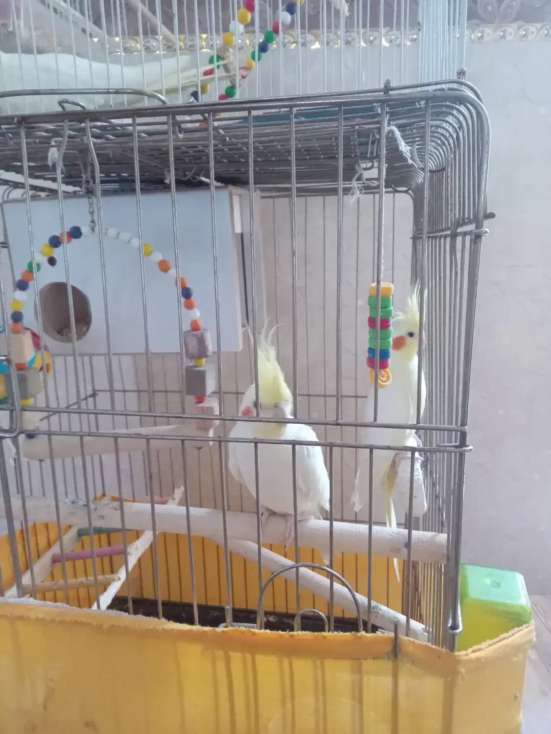 عروس هلندی لوتینو رام و دستی|پرنده|گرمی, |دیوار