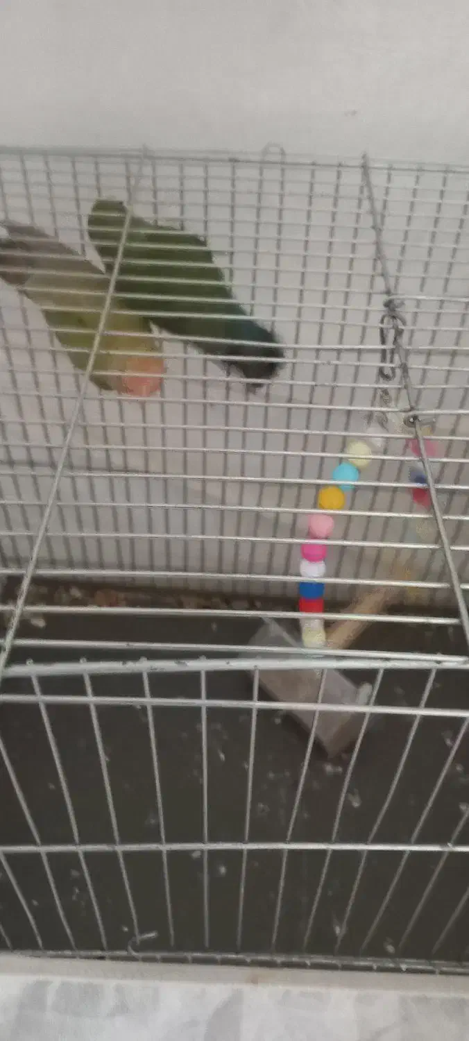 یک جفت کوتوله برزیلی زیبا و قشنگ|پرنده|قم, مجیدیه|دیوار