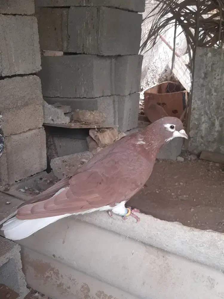 پرنده|پرنده|برازجان, |دیوار