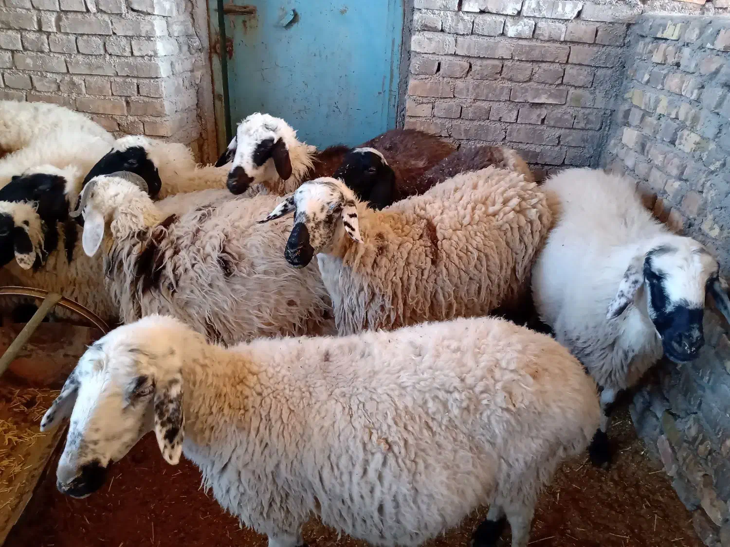 میش آبستن سبک و سنگین|حیوانات مزرعه|اردکان, |دیوار