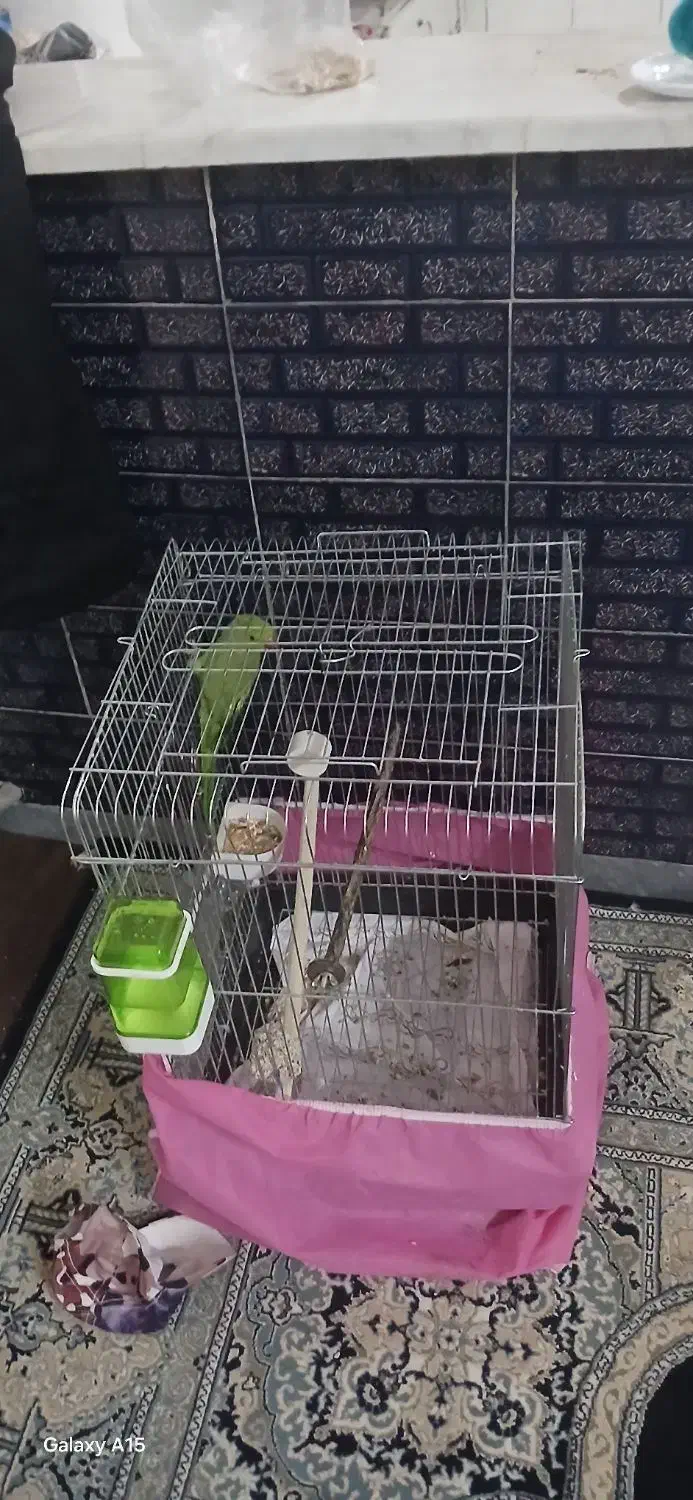 طوطی|پرنده|پاکدشت, پاکدشت (مامازند)|دیوار