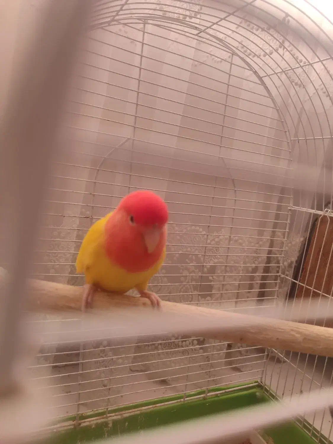 فروش یک جفت کوتوله خاص به شدت مولد باتمامی لوازم|پرنده|سبزوار, قصبه اب یمین|دیوار