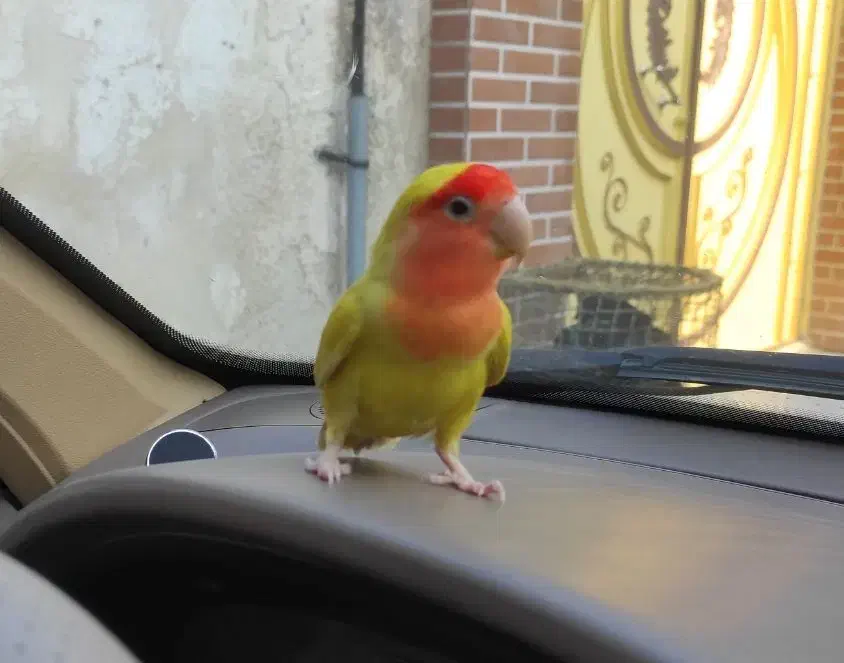 طوطی صورت هلویی برزیلی|پرنده|لاهیجان, شیشه گران|دیوار