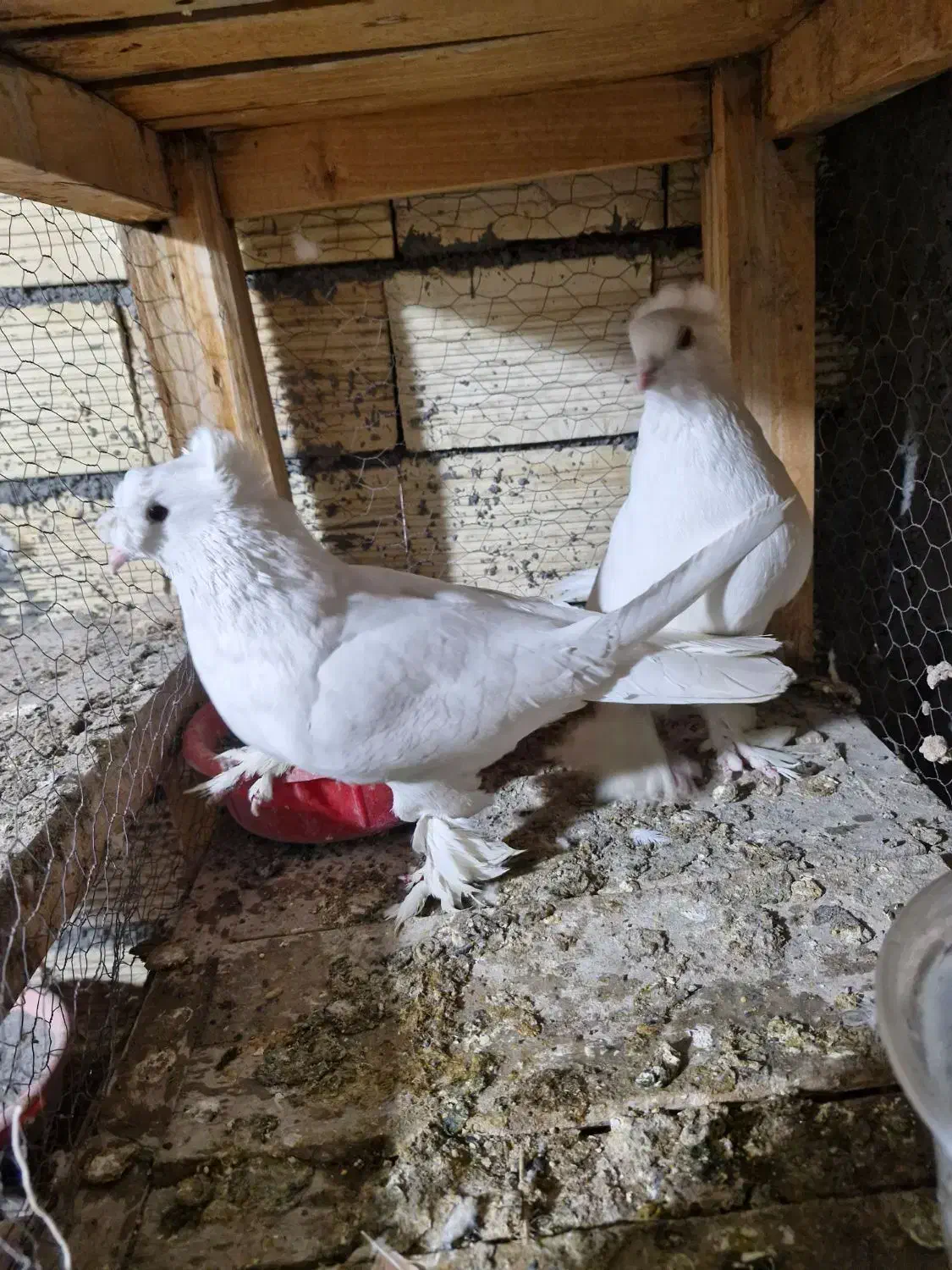 کبوتر|پرنده|زیباشهر, |دیوار