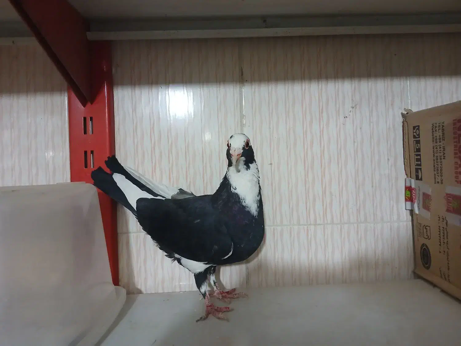 قره مینا کرمونی کاکلی ماده|پرنده|چناران, |دیوار