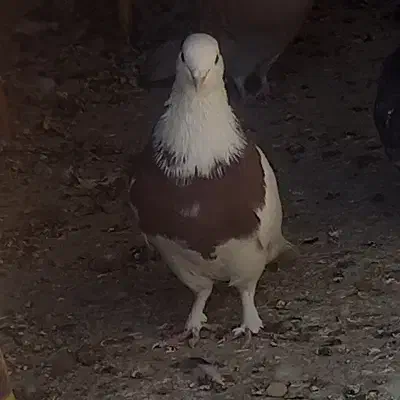 نروماده طوقی|پرنده|ساوه, |دیوار