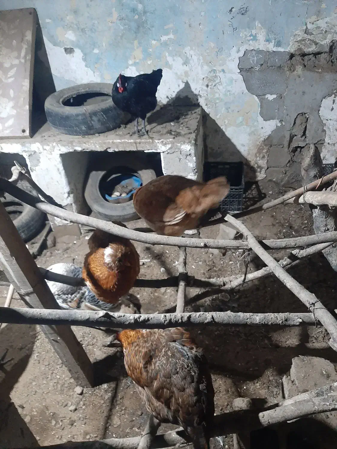 مرغ تخم گذار  خروس محلی  بوقلمون .نیمچه اسراییلی|حیوانات مزرعه|اسالم, |دیوار