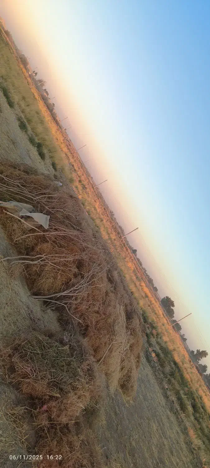 فروش کاه گندم|حیوانات مزرعه|هامون, |دیوار