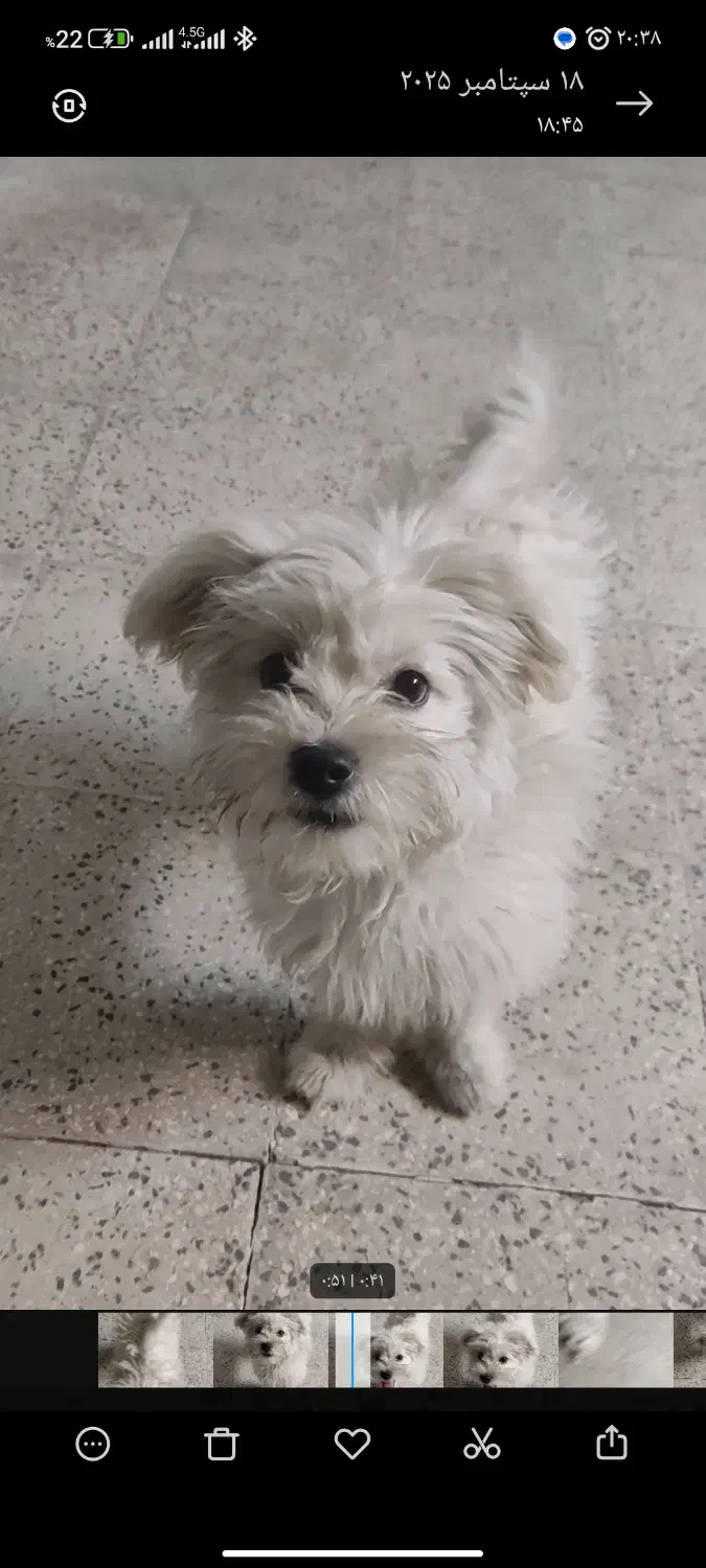 سگ گمشده|حیوانات|ورامین, شهرک فجر|دیوار