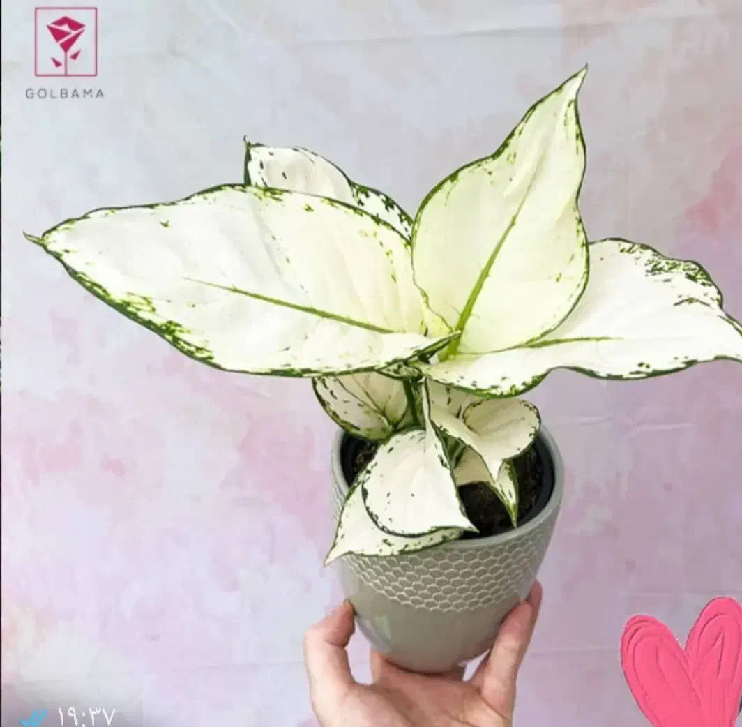 گل مصنوعی|گل مصنوعی|قرچک, پارس سرام|دیوار