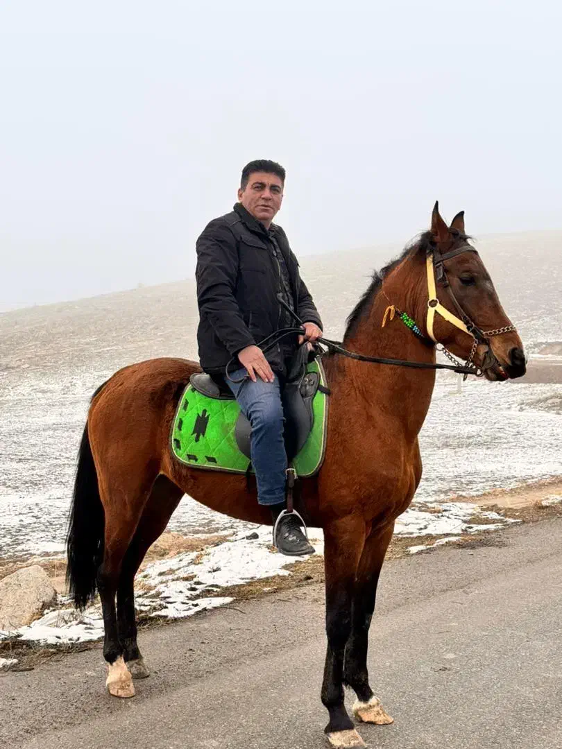 اسب|اسب و تجهیزات اسبسواری|ماکو, |دیوار