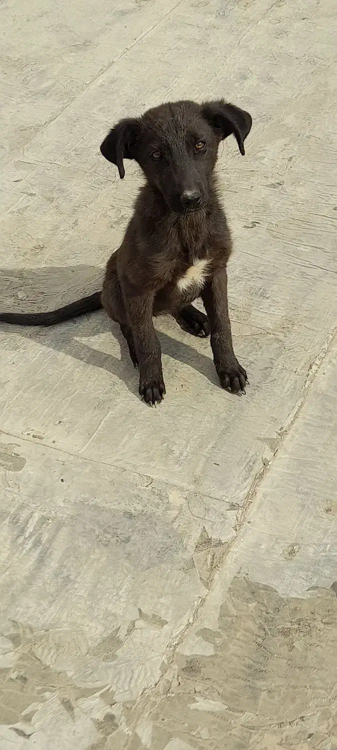 سگ دوبرمن|سگ|برخوار, |دیوار