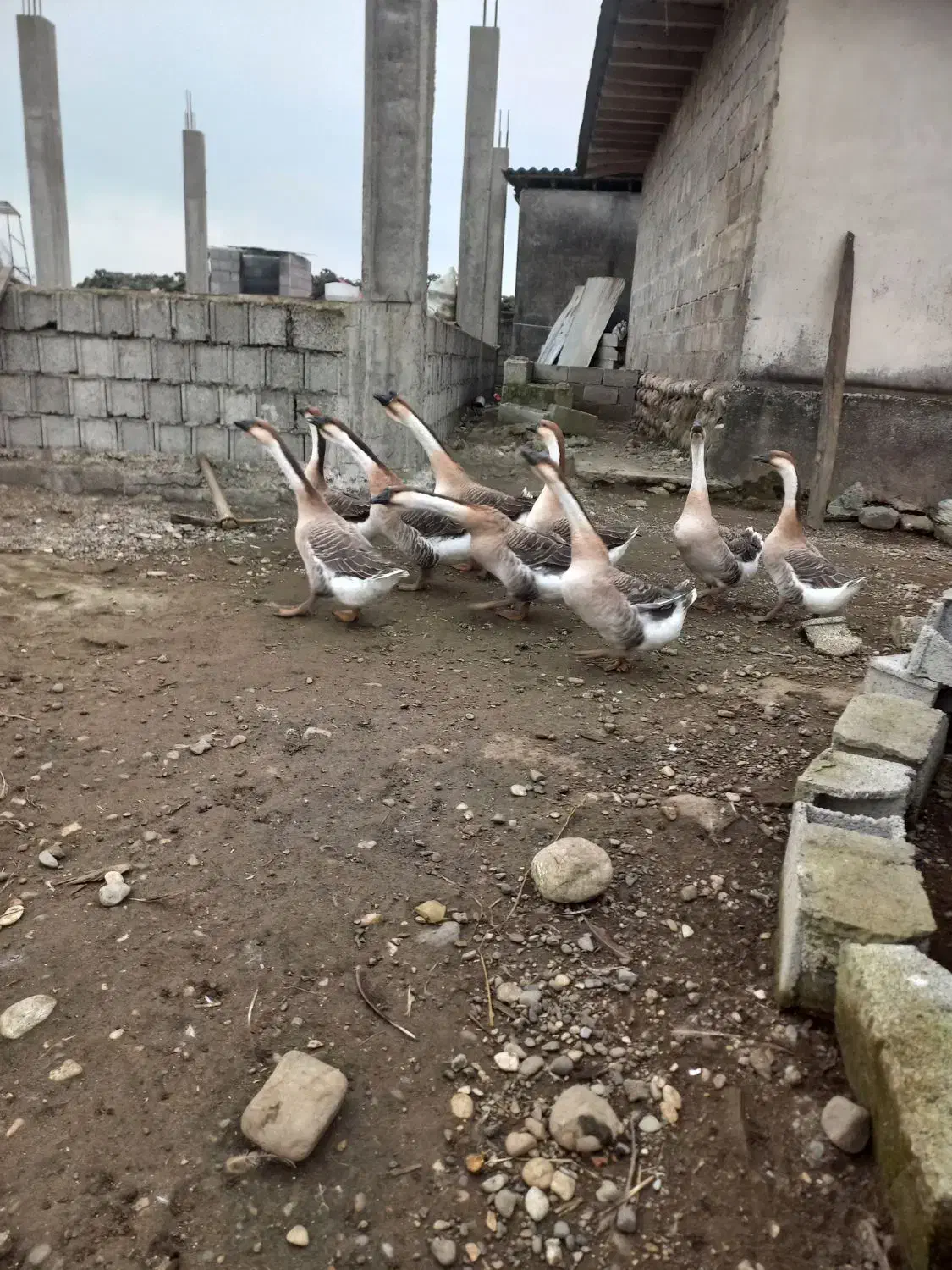 قو غاز اصل افریقایی واردک اسرائیلی وروغنهای زیبایی|حیوانات مزرعه|اسالم, |دیوار