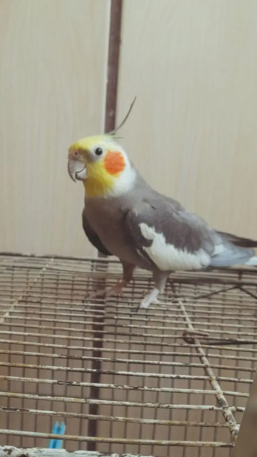 عروس هلندی|پرنده|مشهد, انقلاب|دیوار