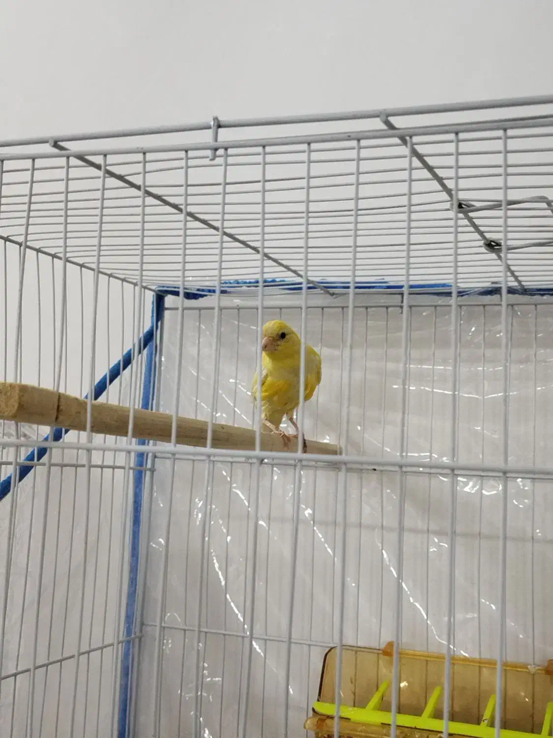 قناری لیمویی|پرنده|مشهد, ادیب نیشابوری (شهرک غرب)|دیوار