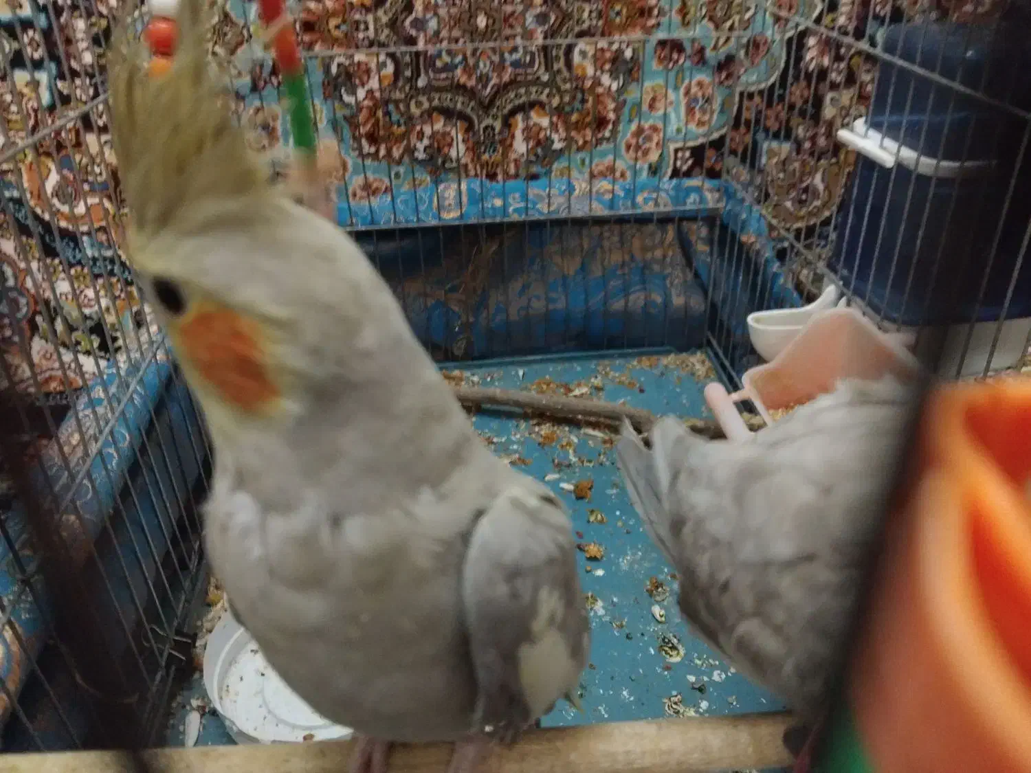 عروس هلندی|پرنده|قم, زنبیل آباد|دیوار