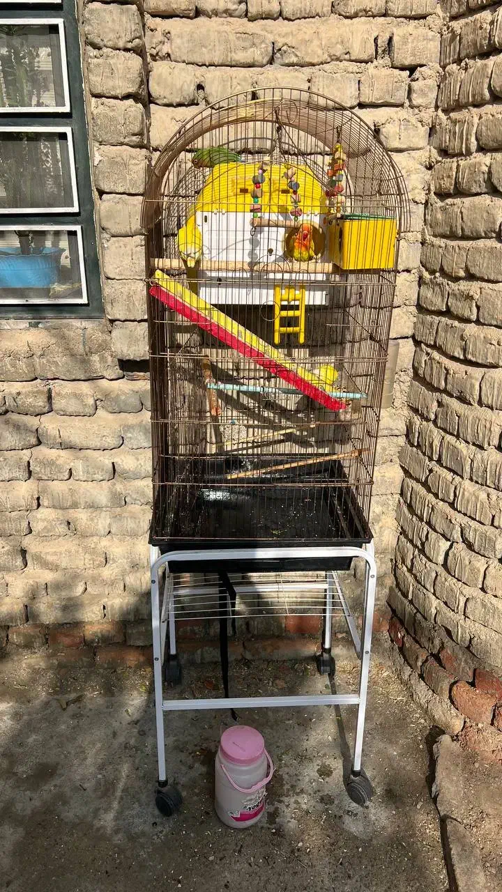 طوطی برزیلی اهلی تحویل درب منزل|پرنده|ارومیه, |دیوار