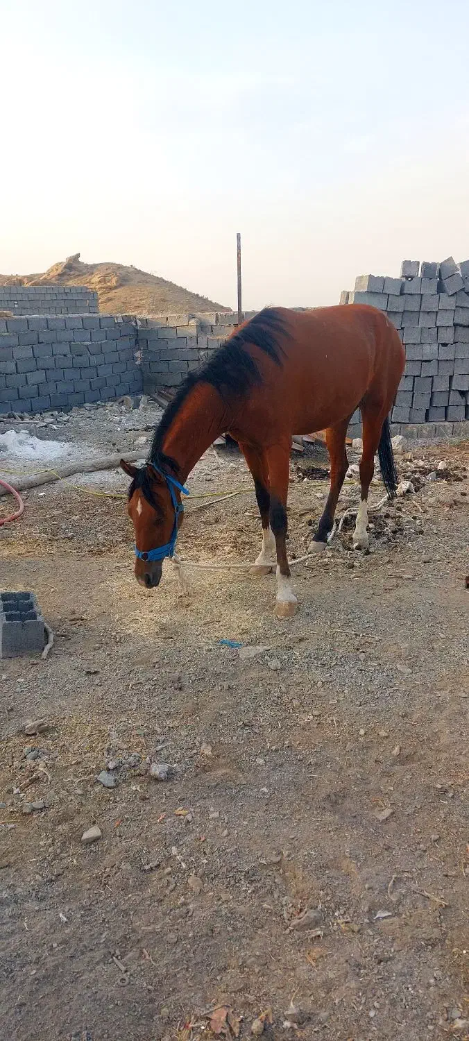 اسب مادیان  ترکمن و سیلمی یورقه و تاخت گوسفندی|اسب و تجهیزات اسب‌سواری|شاندیز, |دیوار