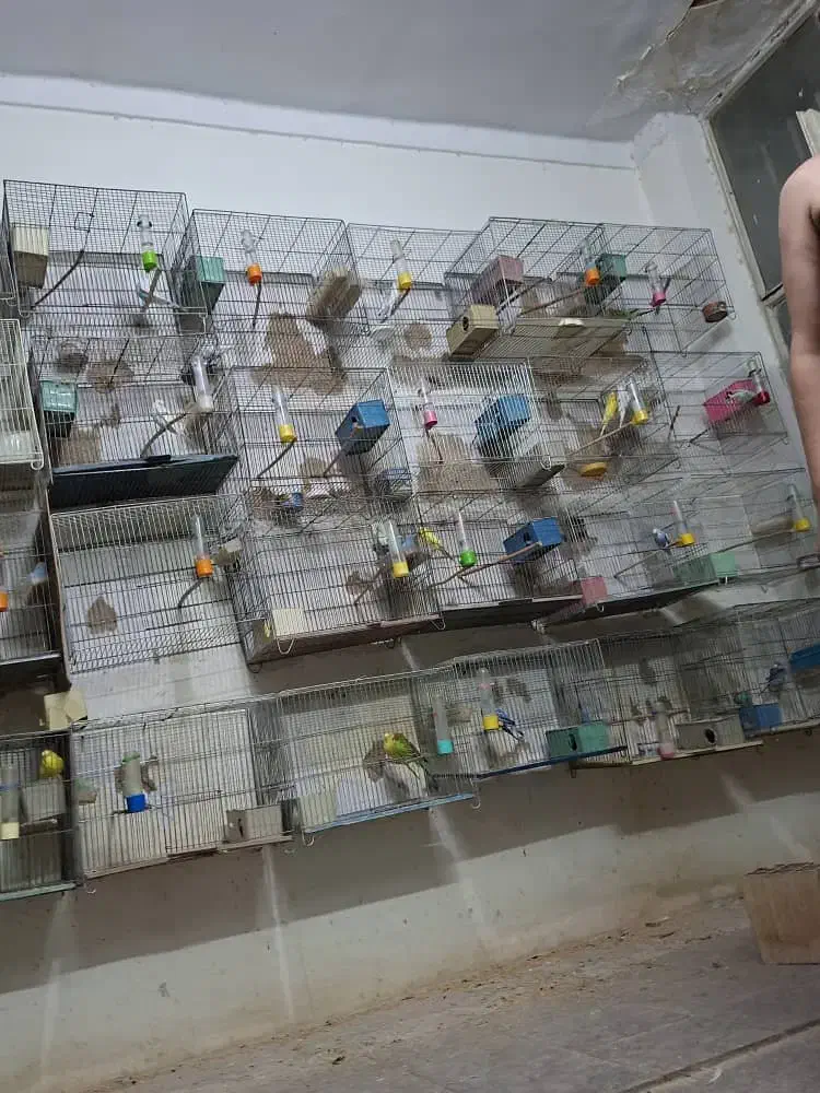 مرغ عشق|پرنده|کرج, چهارصد دستگاه|دیوار