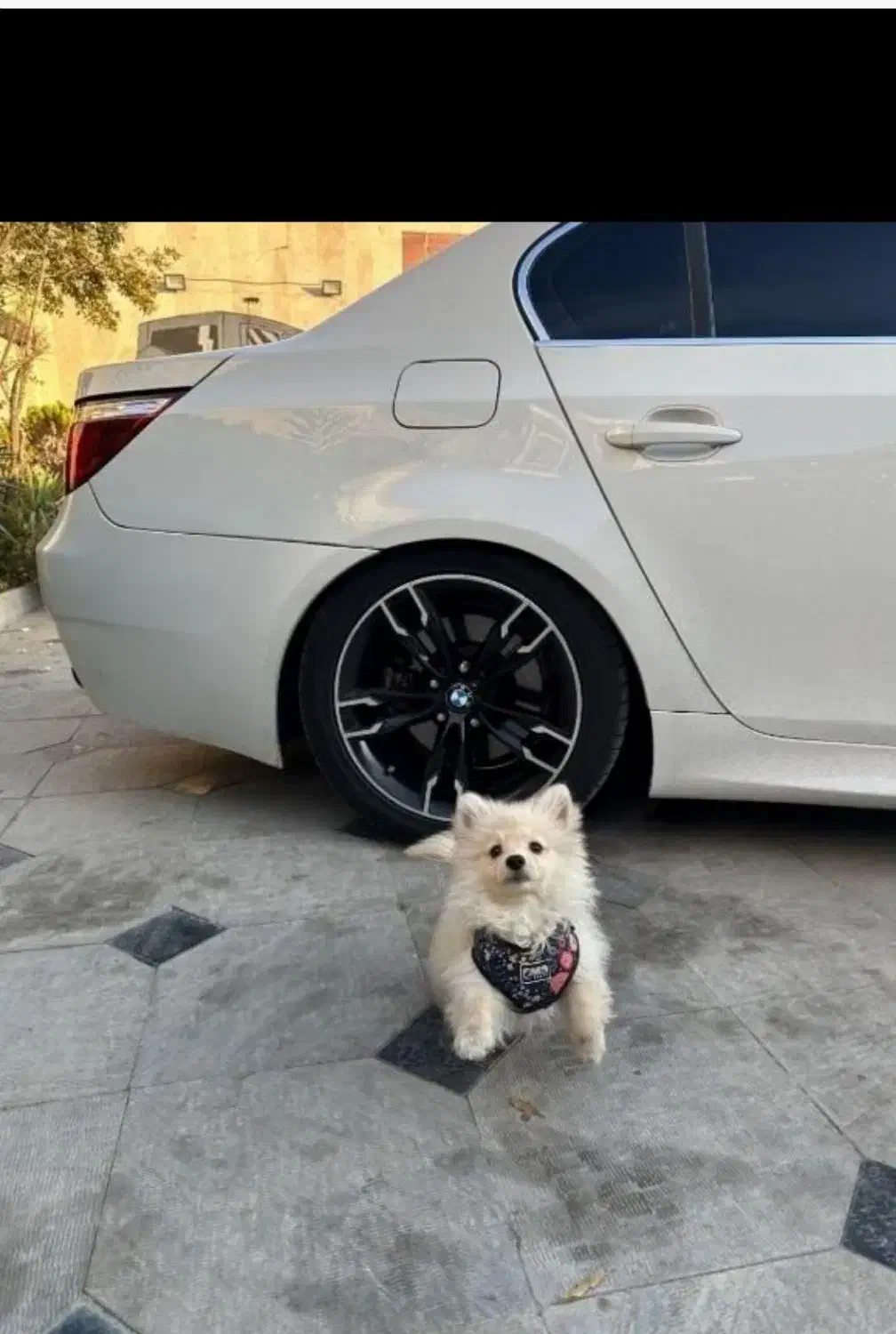 سگ گمشده|سگ|قم, زنبیل آباد|دیوار