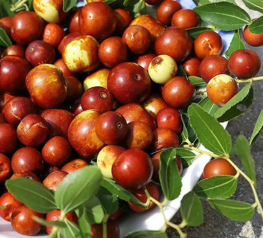 تولید نهال عناب ژاپنی|خدمات باغبانی و درختکاری|ابهر, |دیوار