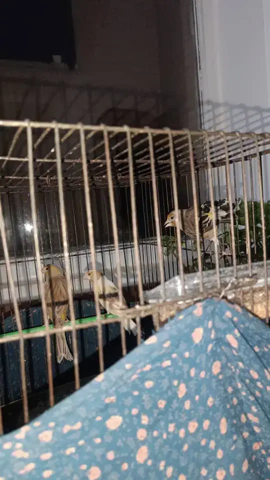 قناری و سهره قناری|پرنده|محمدشهر, سیدآباد|دیوار