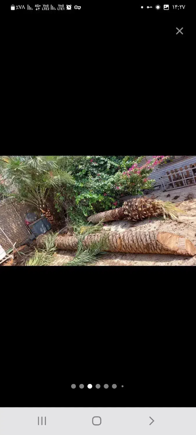 باعبانی وهرس کردن|خدمات باغبانی و درختکاری|اهواز, فاز ۲ پادادشهر|دیوار