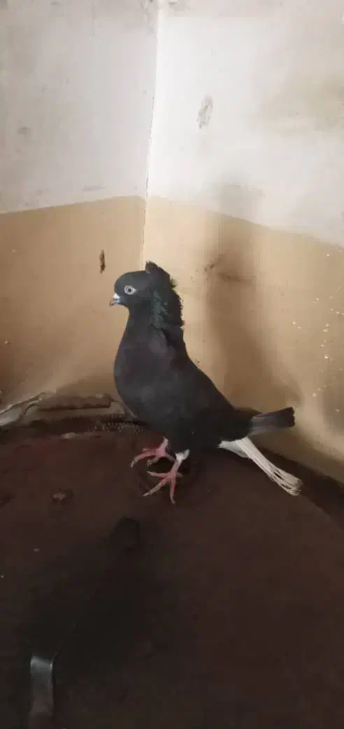 کبوتر اشعل درجه یک|پرنده|حمیدیه, |دیوار