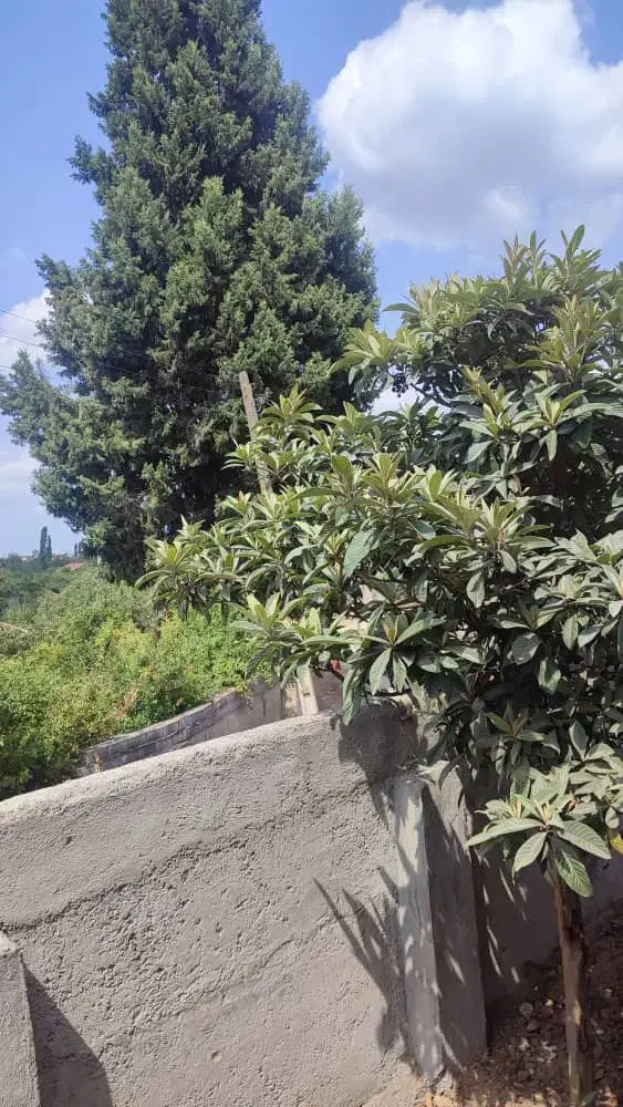 فروش ویلا با (سند تک برگ) منطقه جنگلی|فروش خانه و ویلا|شیرگاه, |دیوار