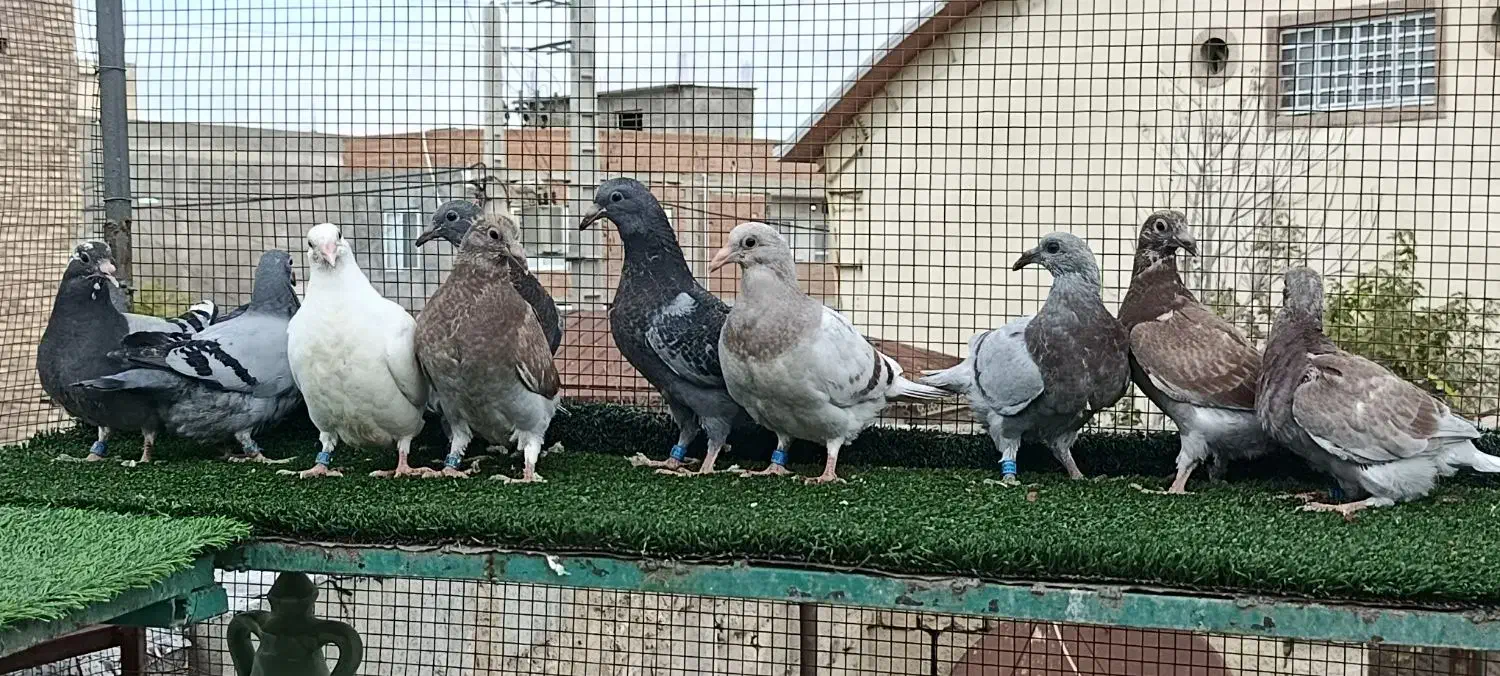 جوجه پلاکی|پرنده|مشهد, ترمینال|دیوار