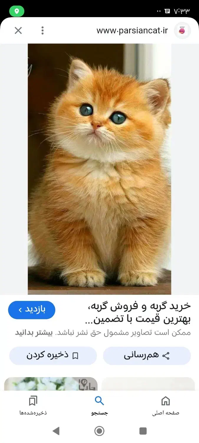گربه|گربه|یزد, |دیوار